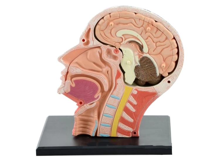 Human Head Model Anatomy Education 4D Model