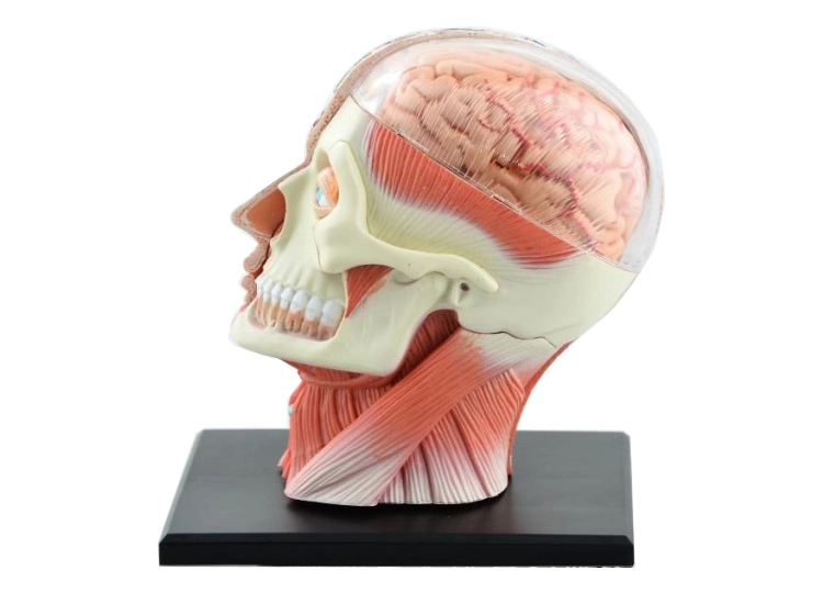 Human Head Model Anatomy Education 4D Model