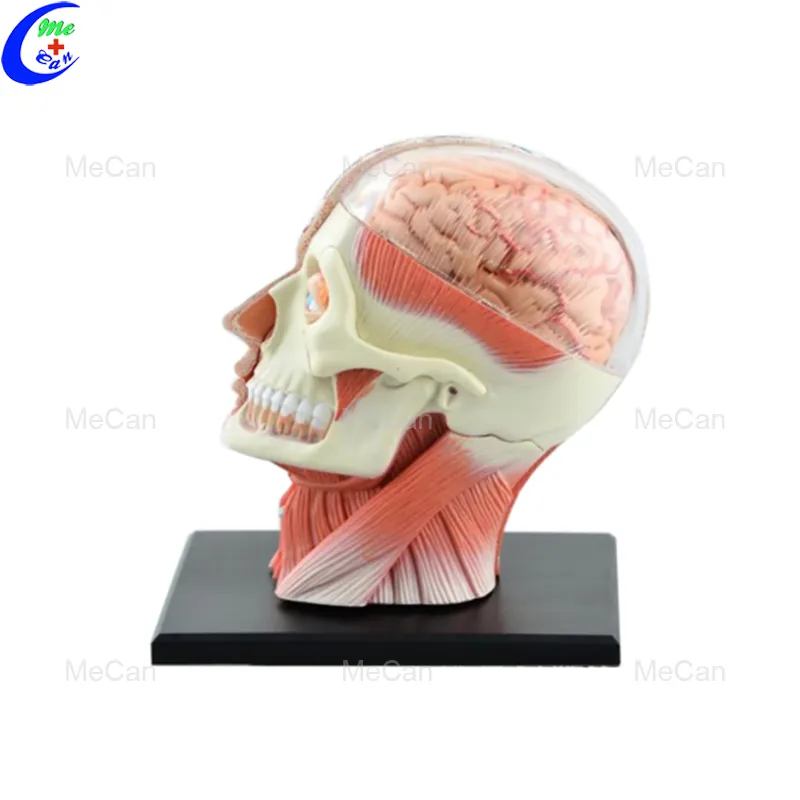 Human Head Model Anatomy Education 4D Model